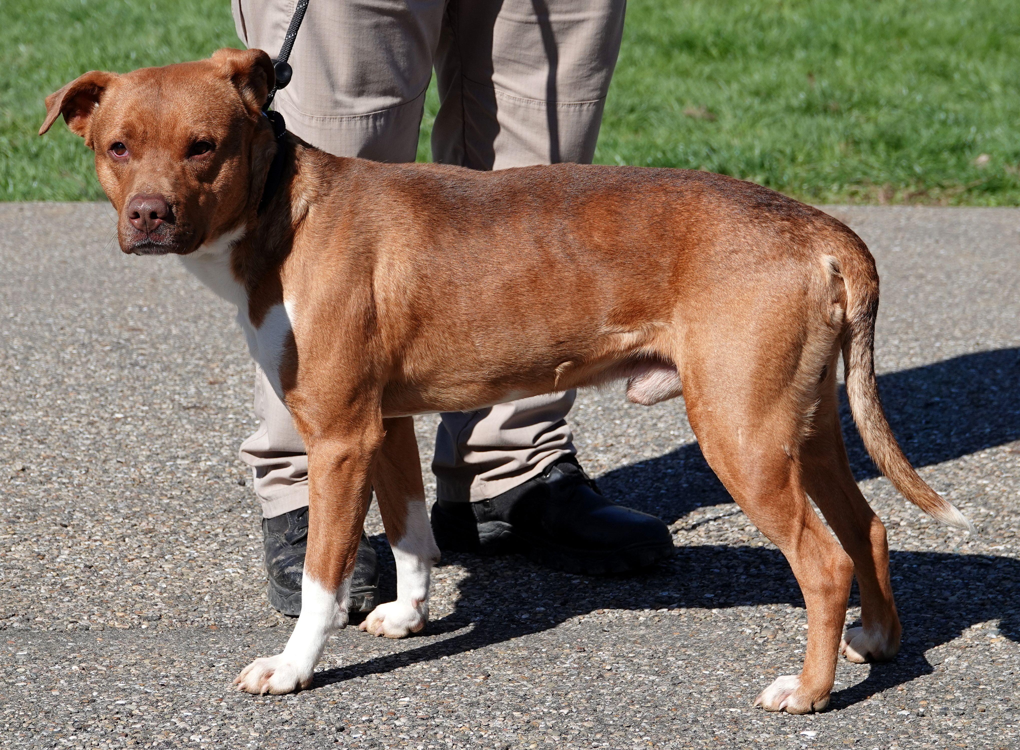 Enlarge Lex, a ADOPTABLE mixed breed in Millfield, OH image 3/4