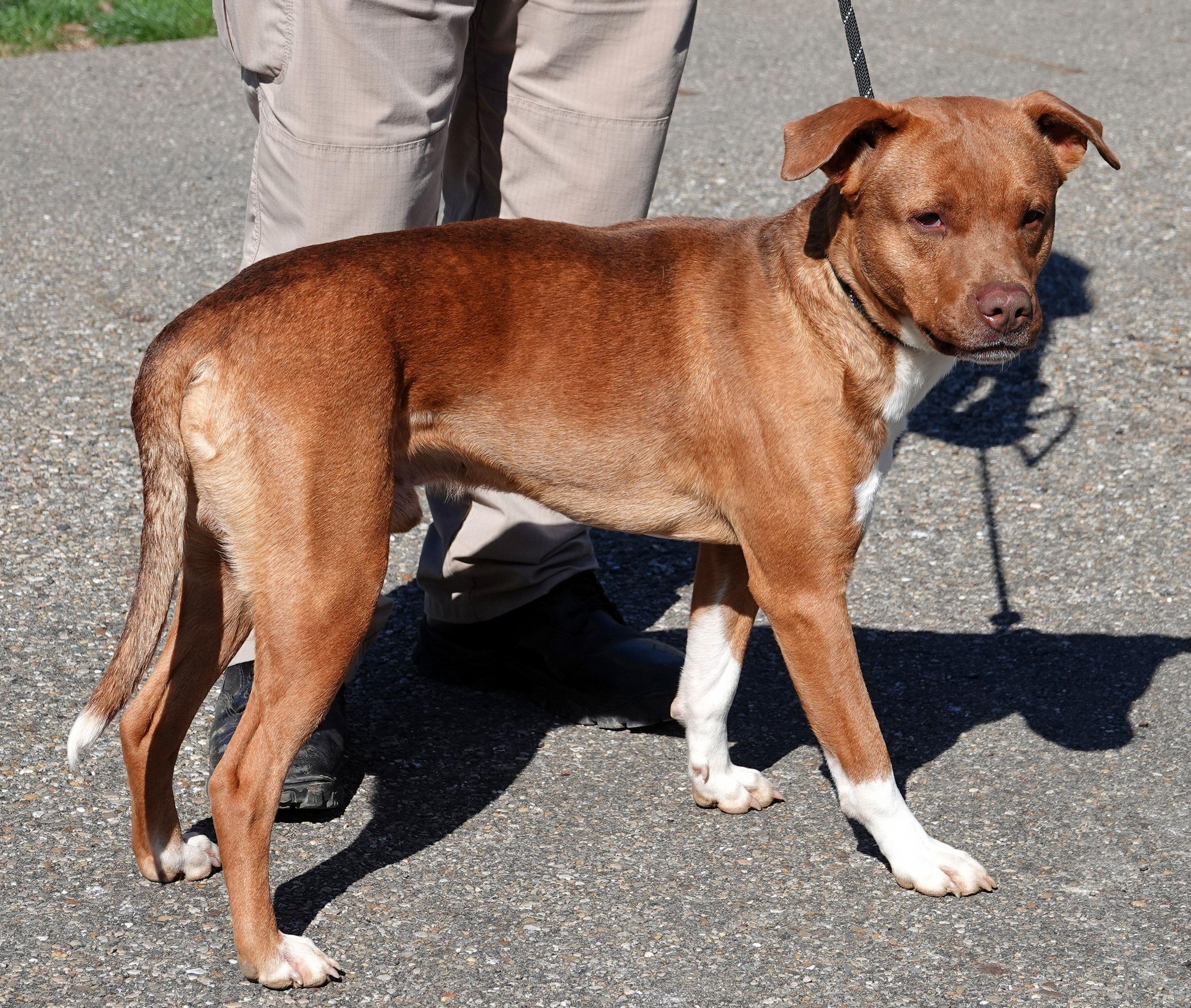 Enlarge Lex, a ADOPTABLE mixed breed in Millfield, OH image 2/4