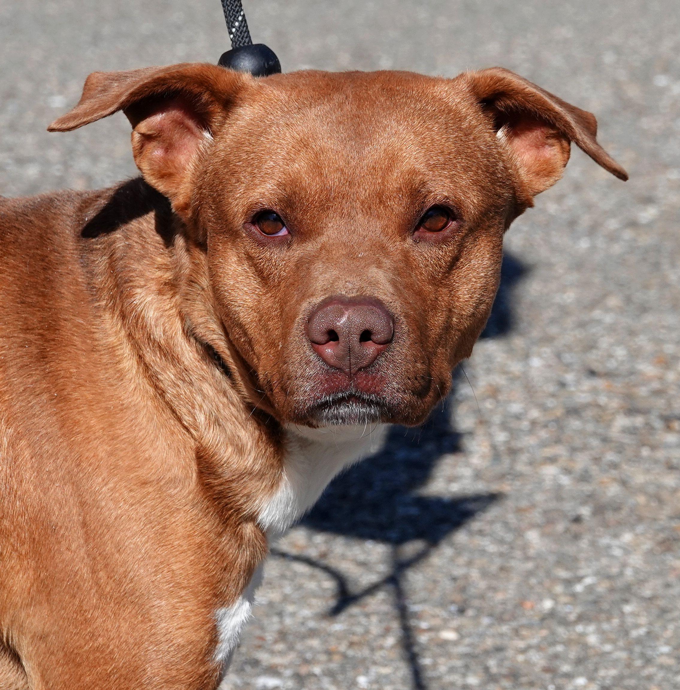 Enlarge Lex, a ADOPTABLE mixed breed in Millfield, OH image 1/4