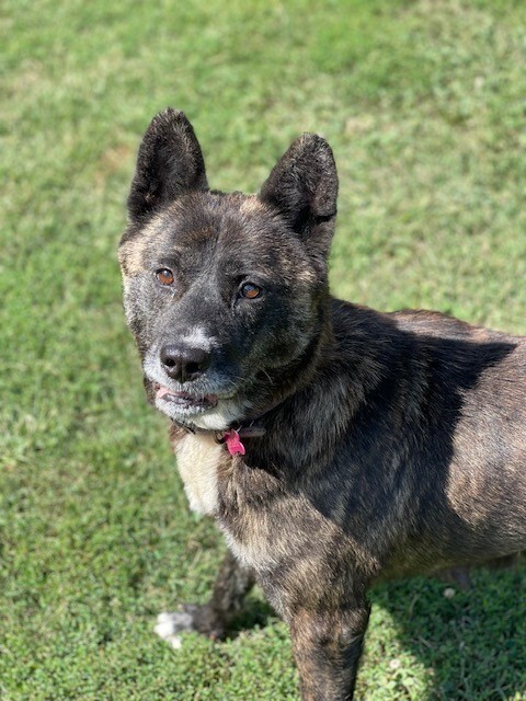 Enlarge Lulu, a Adoptable Akita in Jacksonville, FL image 1/8