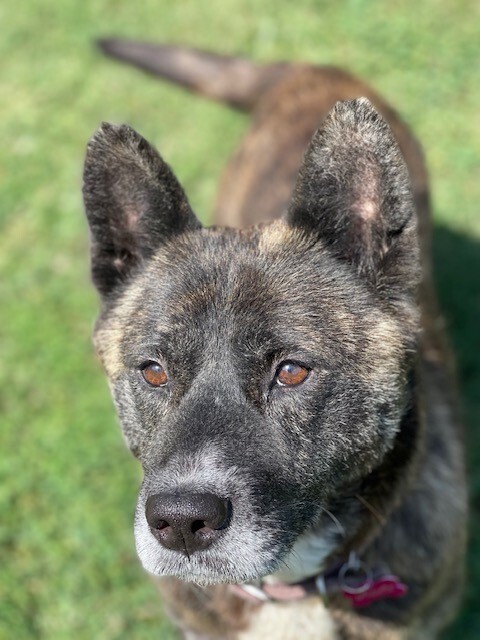 Enlarge Lulu, a Adoptable Akita in Jacksonville, FL image 3/8