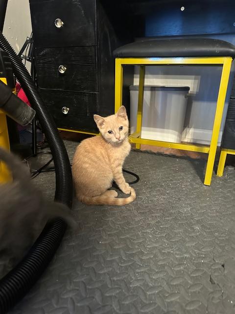 Ron, Adopted, Young Male Domestic Short Hair.