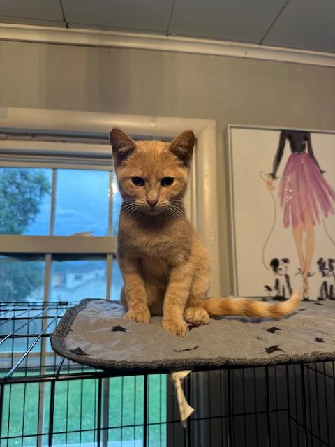 Ron, Adopted, Young Male Domestic Short Hair.