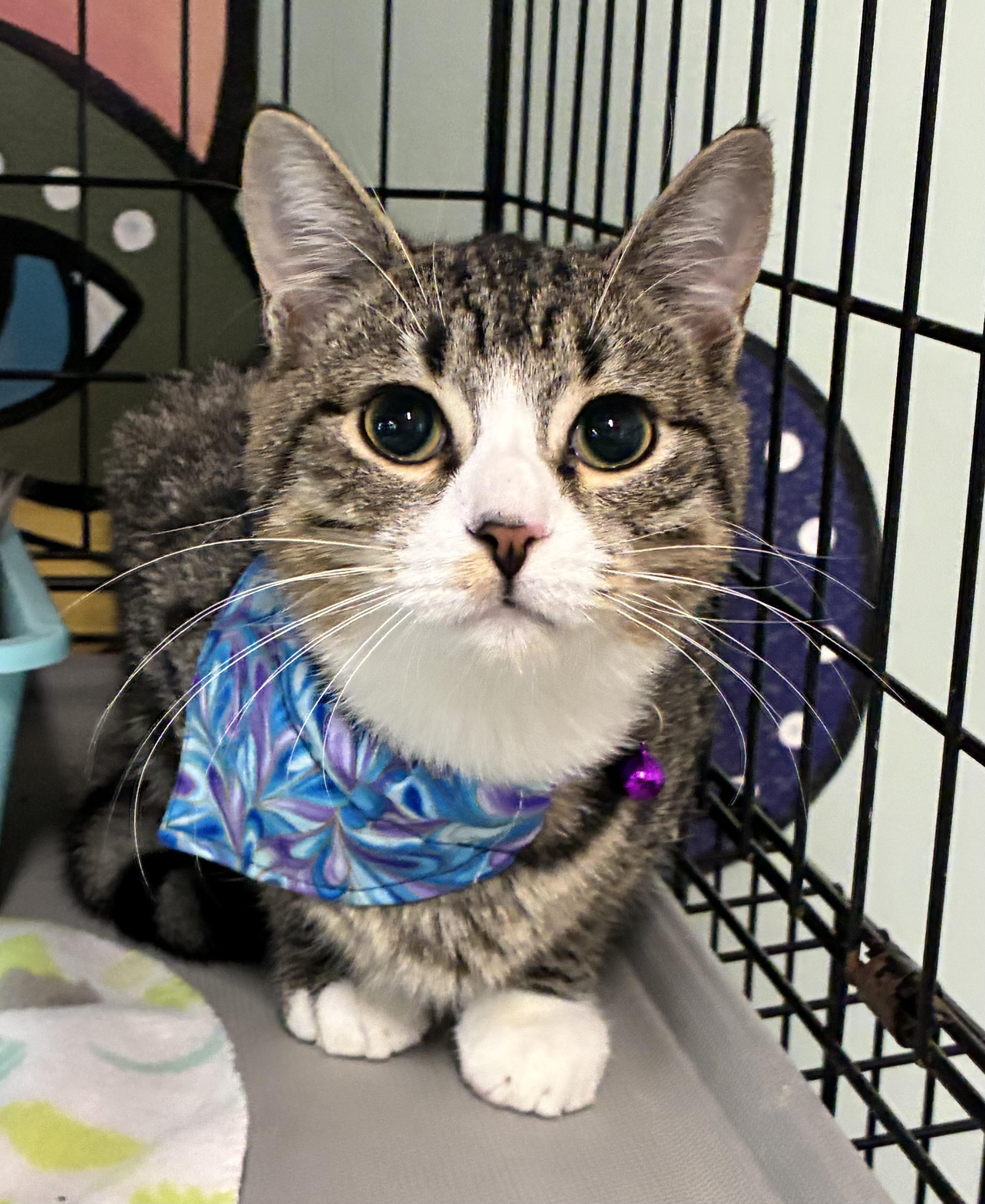 Enlarge Axel, a Adoptable Domestic Short Hair in Breinigsville, PA image 2/3