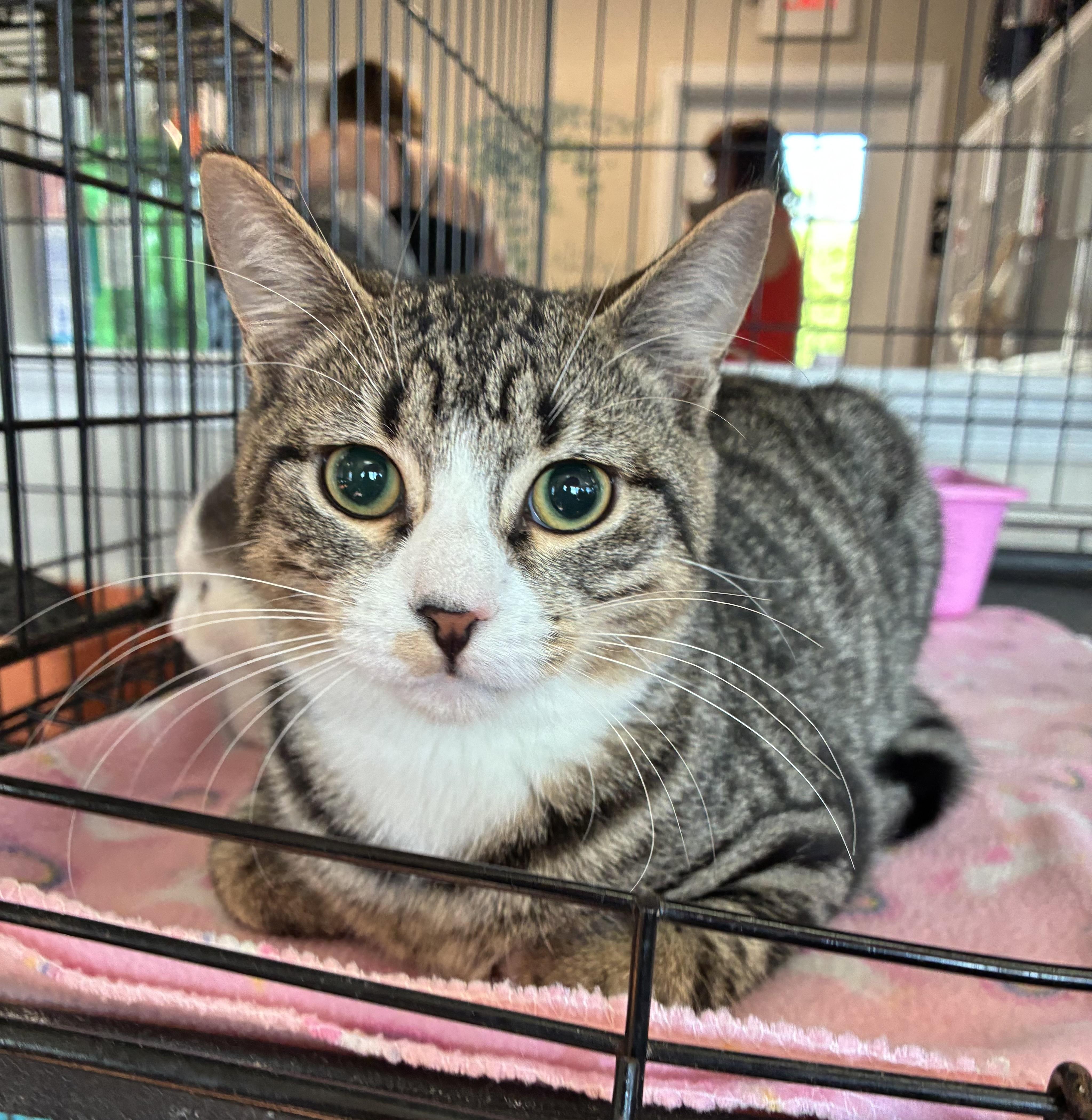 Enlarge Axel, a Adoptable Domestic Short Hair in Breinigsville, PA image 3/3