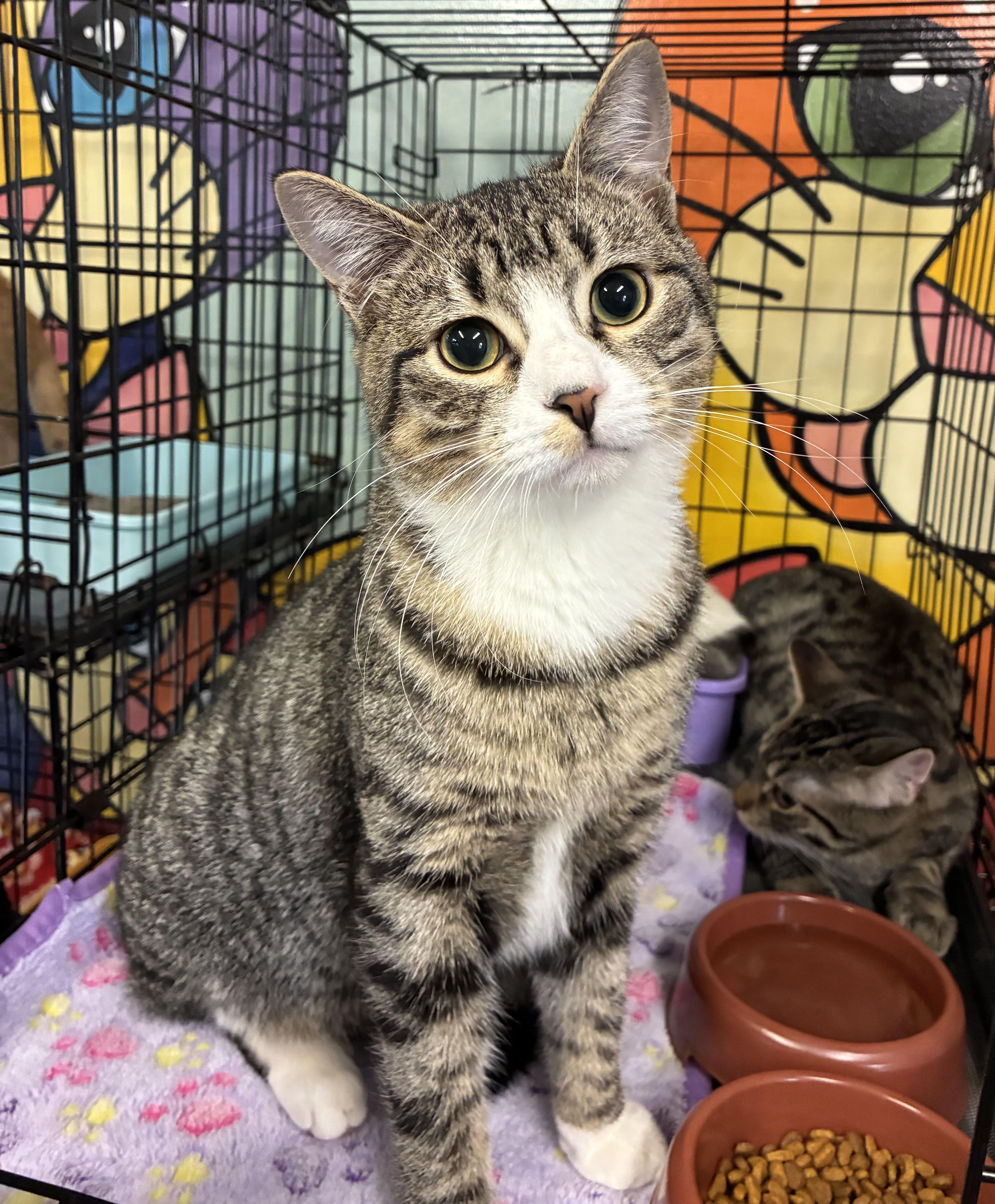 Enlarge Axel, a Adoptable Domestic Short Hair in Breinigsville, PA image 1/3