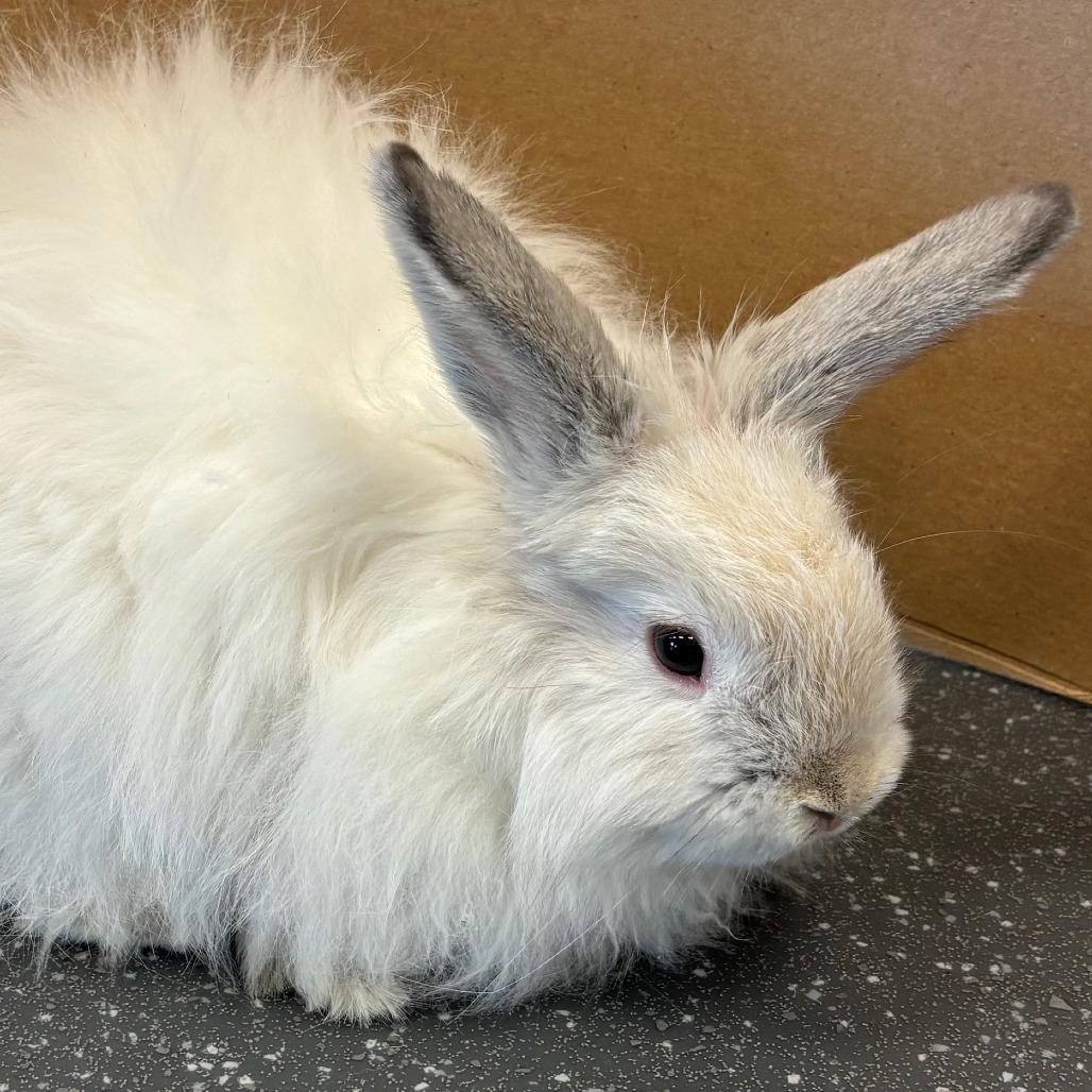 Enlarge Darwin, a Adoptable Bunny Rabbit in Pittsburgh, PA image 1/3