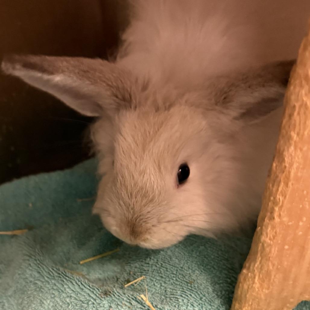 Enlarge Darwin, a Adoptable Bunny Rabbit in Pittsburgh, PA image 2/3