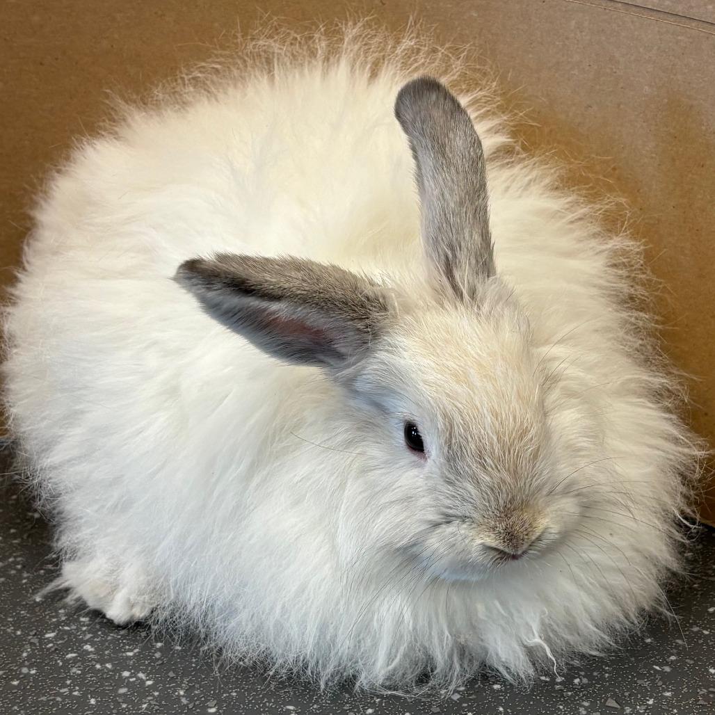 Enlarge Darwin, a Adoptable Bunny Rabbit in Pittsburgh, PA image 3/3