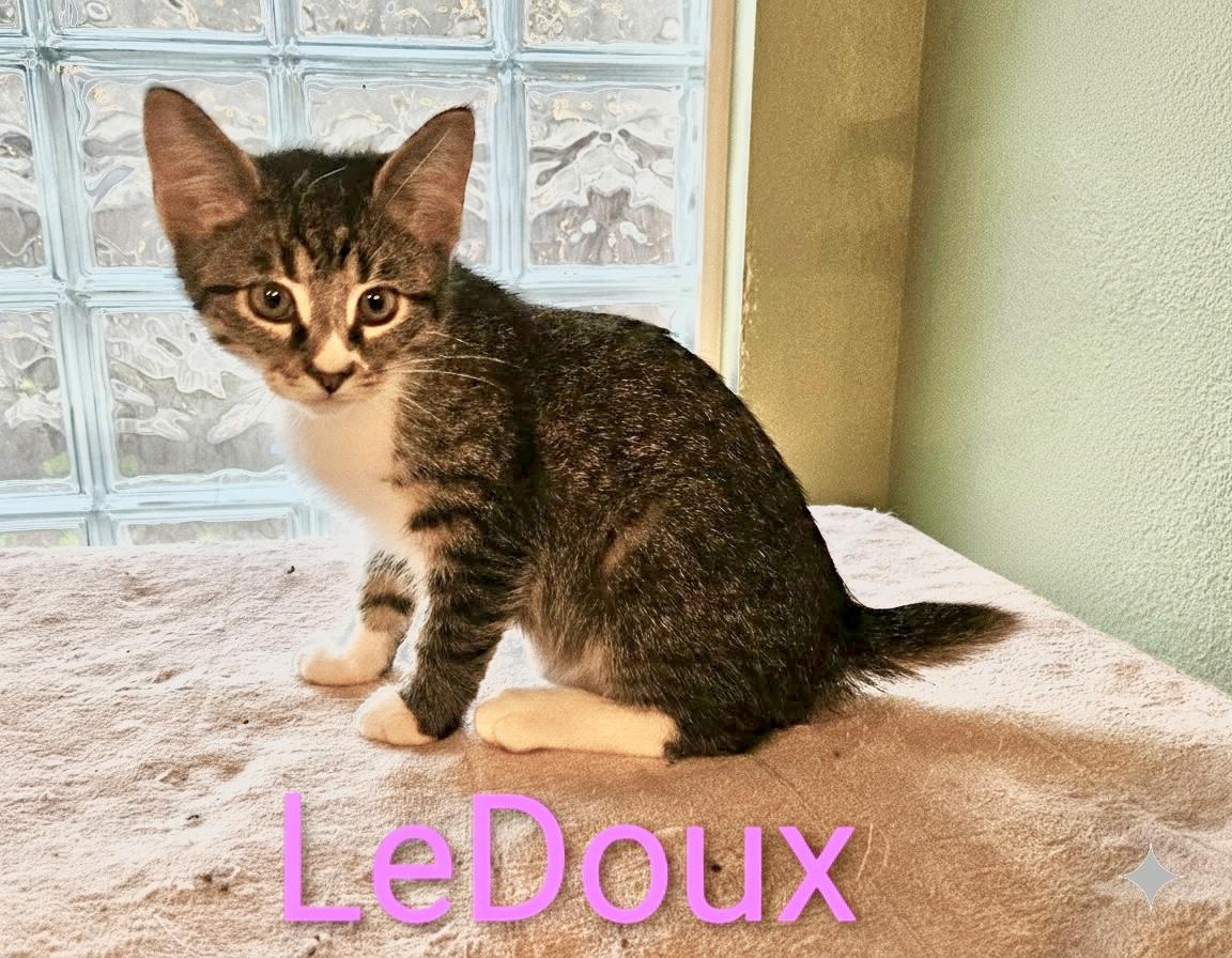 Enlarge LeDoux - North Conroe Petsmart , an adopted Domestic Short Hair in Conroe, TX image 2/2