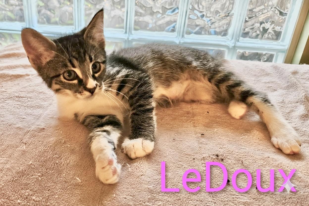 Enlarge LeDoux - North Conroe Petsmart , an adopted Domestic Short Hair in Conroe, TX image 1/2