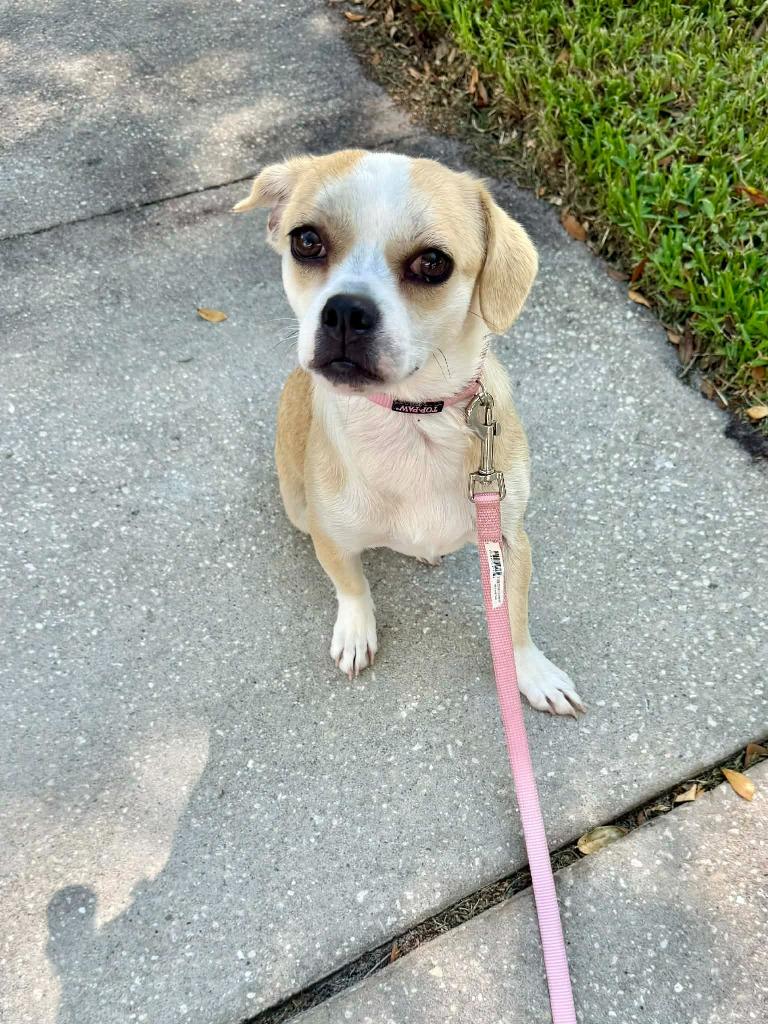 Enlarge Sweetie pie, a Adoptable mixed breed in Tampa, FL image 1/5
