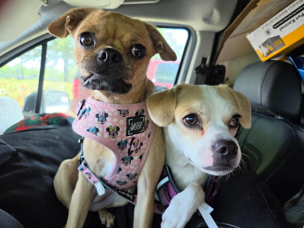 Enlarge Sweetie pie, a Adoptable mixed breed in Tampa, FL image 3/5