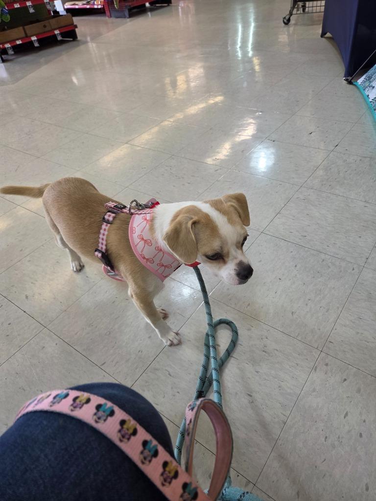 Enlarge Sweetie pie, a Adoptable mixed breed in Tampa, FL image 4/5