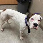 Enlarge Tiger 60627760, a ADOPTABLE Boxer in Harvey , LA image 1/1