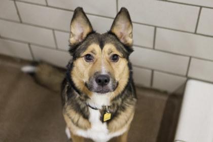 Santa, Adoptable, Adult Male Norwegian Elkhound & Mixed Breed.