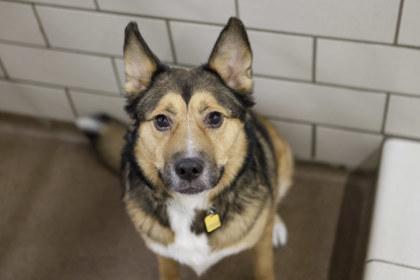 Santa, Adoptable, Adult Male Norwegian Elkhound & Mixed Breed.