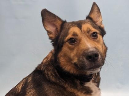 Santa, Adoptable, Adult Male Norwegian Elkhound & Mixed Breed.