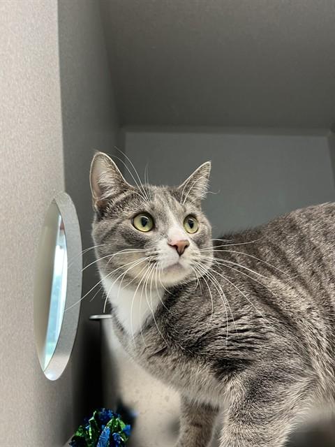 NIMBUS, Adoptable, Young Male Domestic Short Hair.