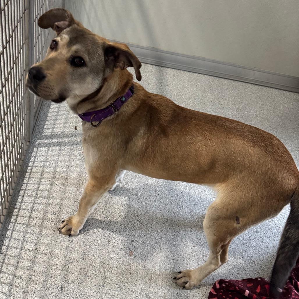 Enlarge Rumi, a Adoptable Labrador Retriever in Pineville, MO image 1/5