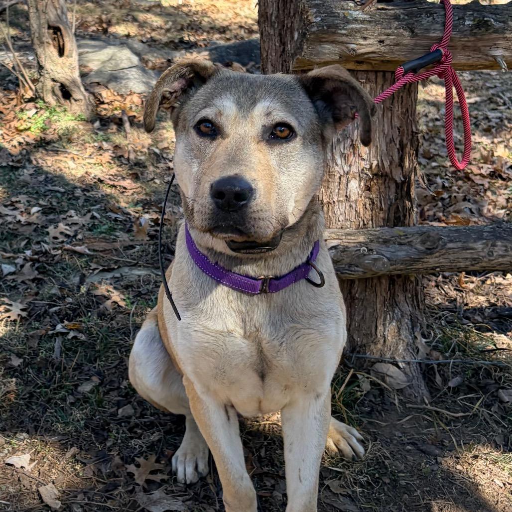 Enlarge Rumi, a Adoptable Labrador Retriever in Pineville, MO image 2/5