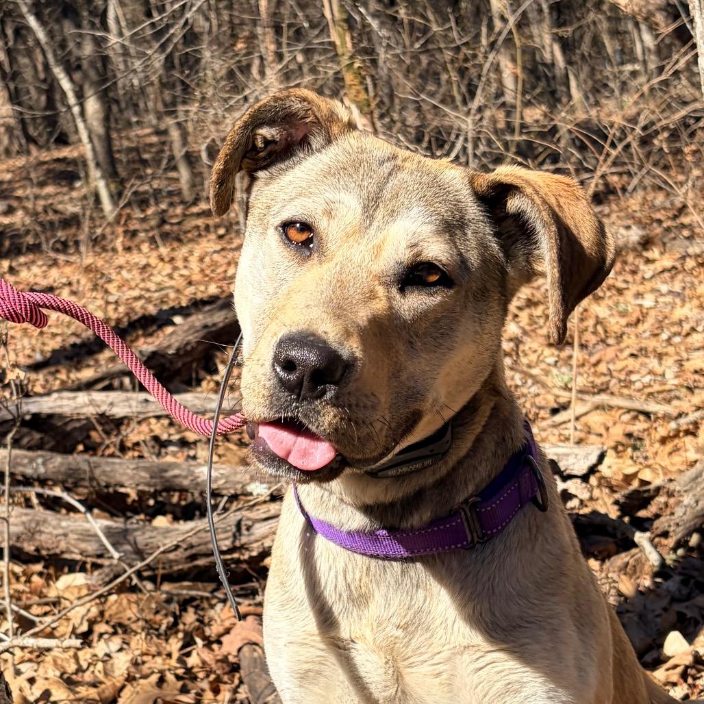 Enlarge Rumi, a Adoptable Labrador Retriever in Pineville, MO image 4/5