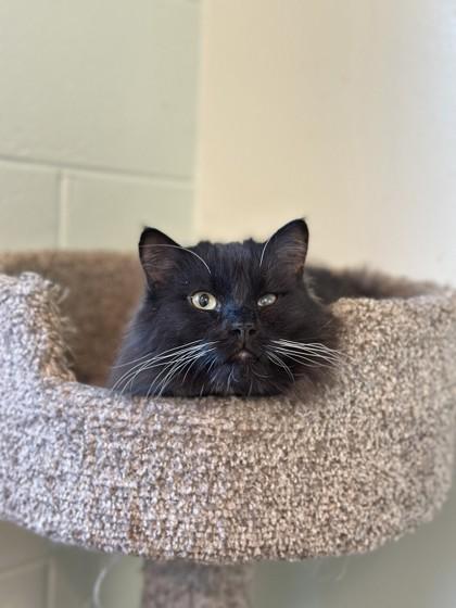 Enlarge Leo, a Adoptable Domestic Short Hair in Palm Coast, FL image 1/3