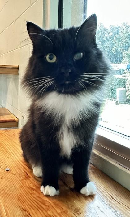 Enlarge Leo, a Adoptable Domestic Short Hair in Palm Coast, FL image 2/3