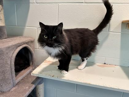 Enlarge Leo, a Adoptable Domestic Short Hair in Palm Coast, FL image 3/3