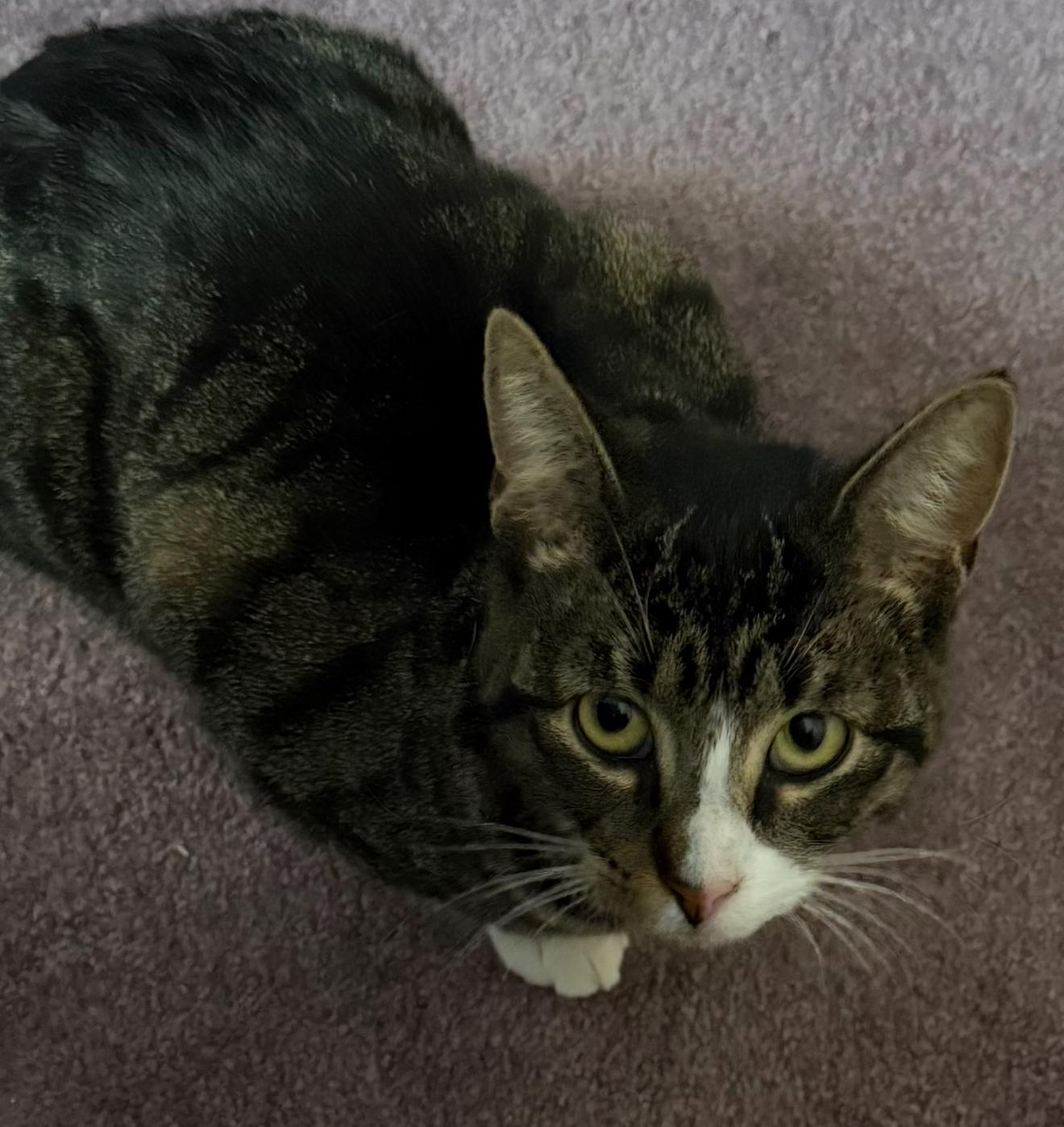 Enlarge Tink, a Adoptable Domestic Short Hair in Nutley, NJ image 2/2