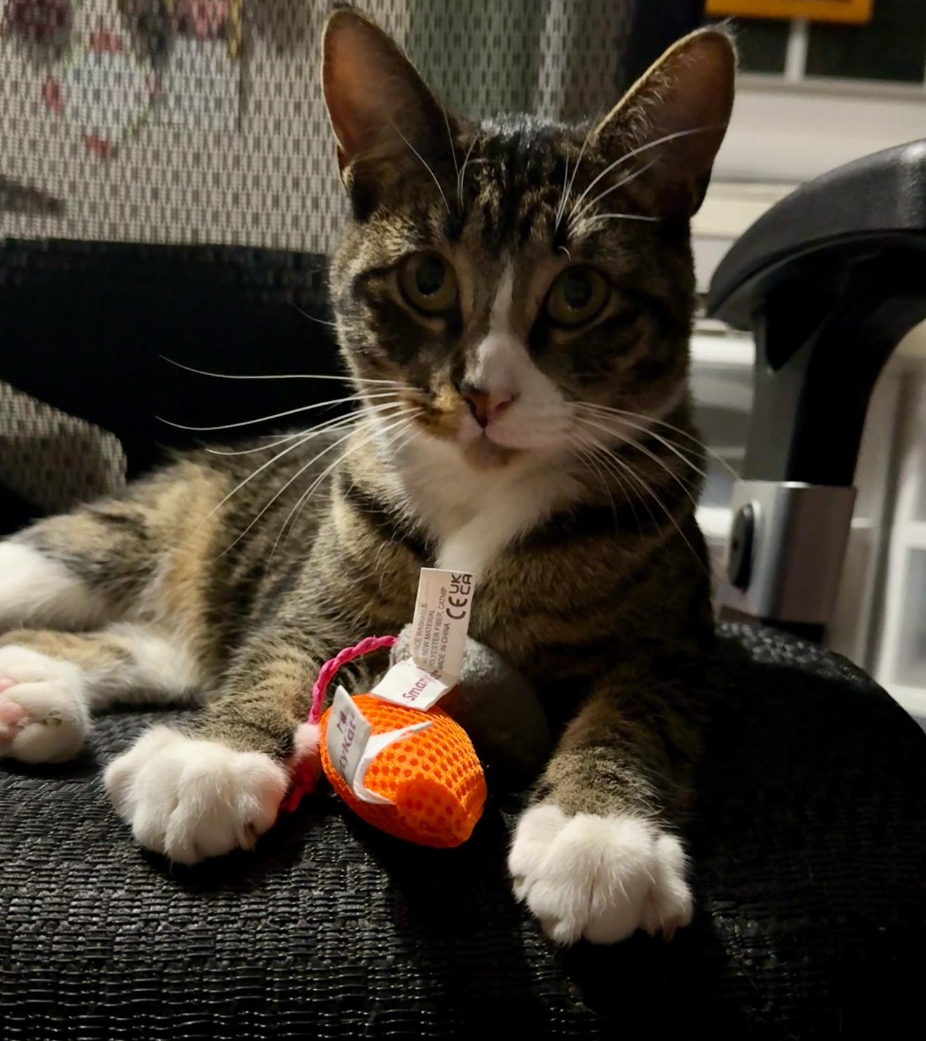 Enlarge Tink, a Adoptable Domestic Short Hair in Nutley, NJ image 1/2