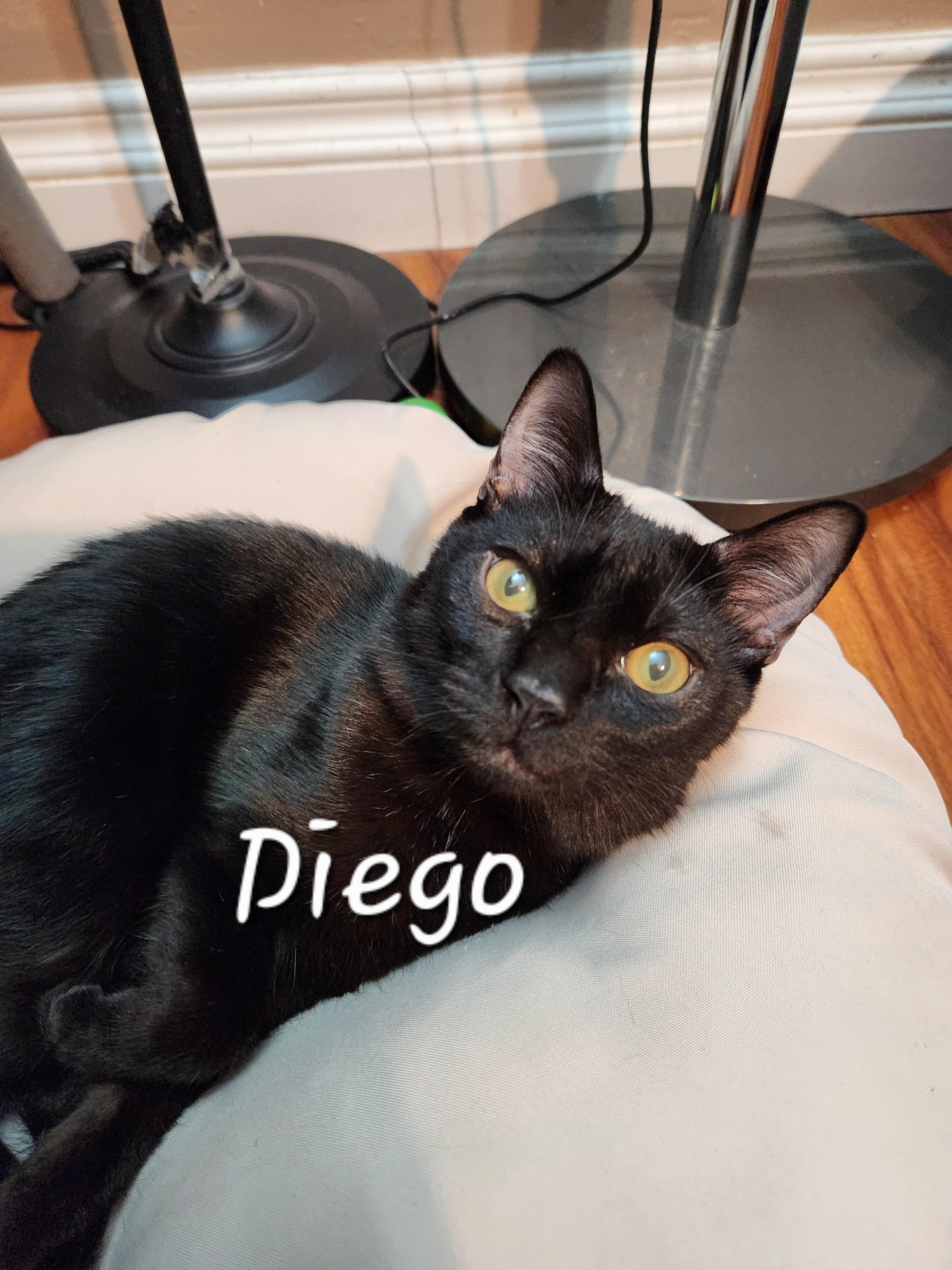 Diego, ADOPTABLE, Young Male Domestic Short Hair.