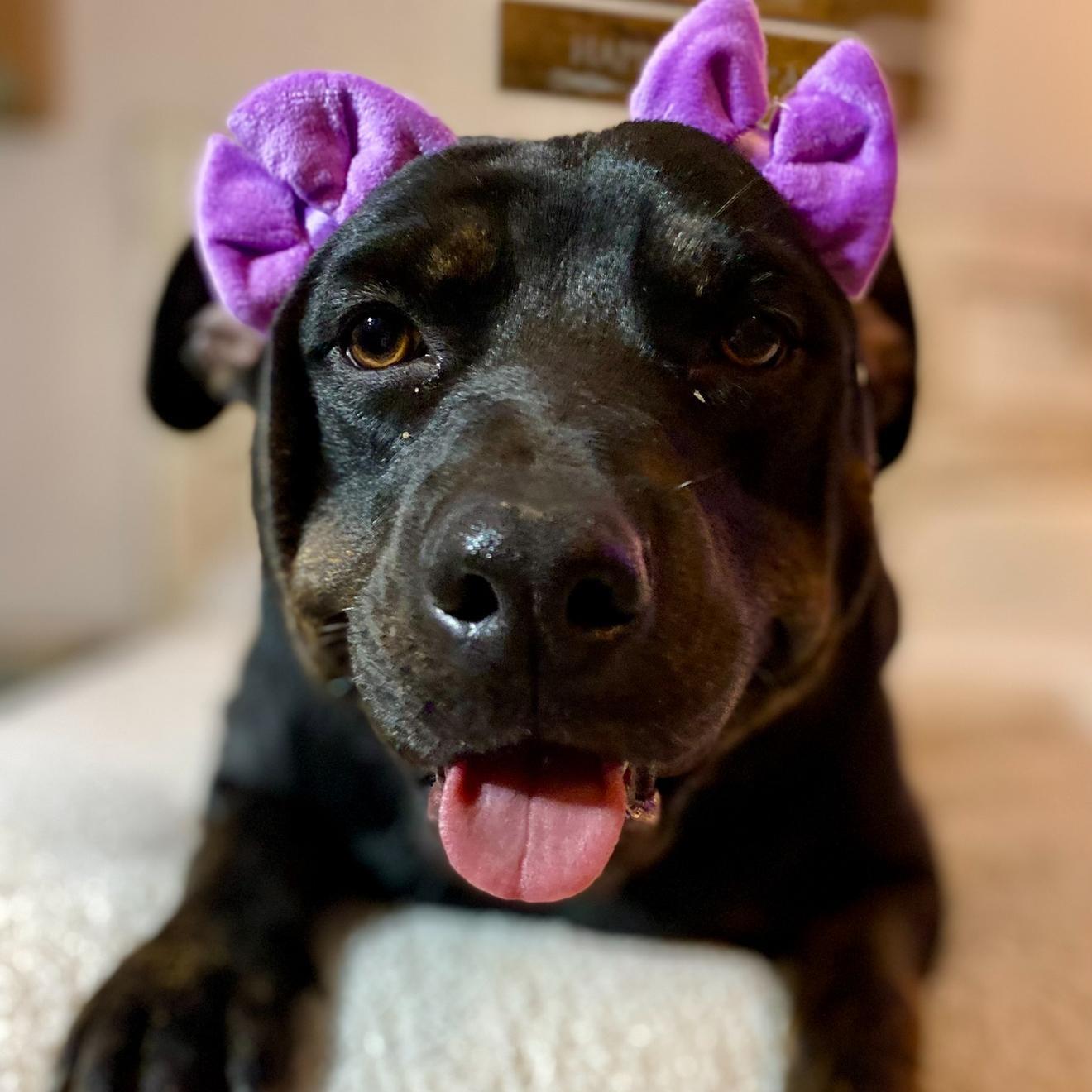 Cece — thumbnail 3