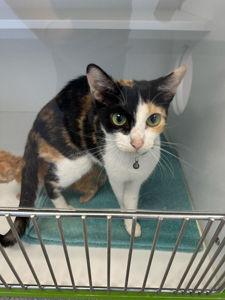 Enlarge Meow-tini, a Adoptable mixed breed in Greenfield, IN image 1/1