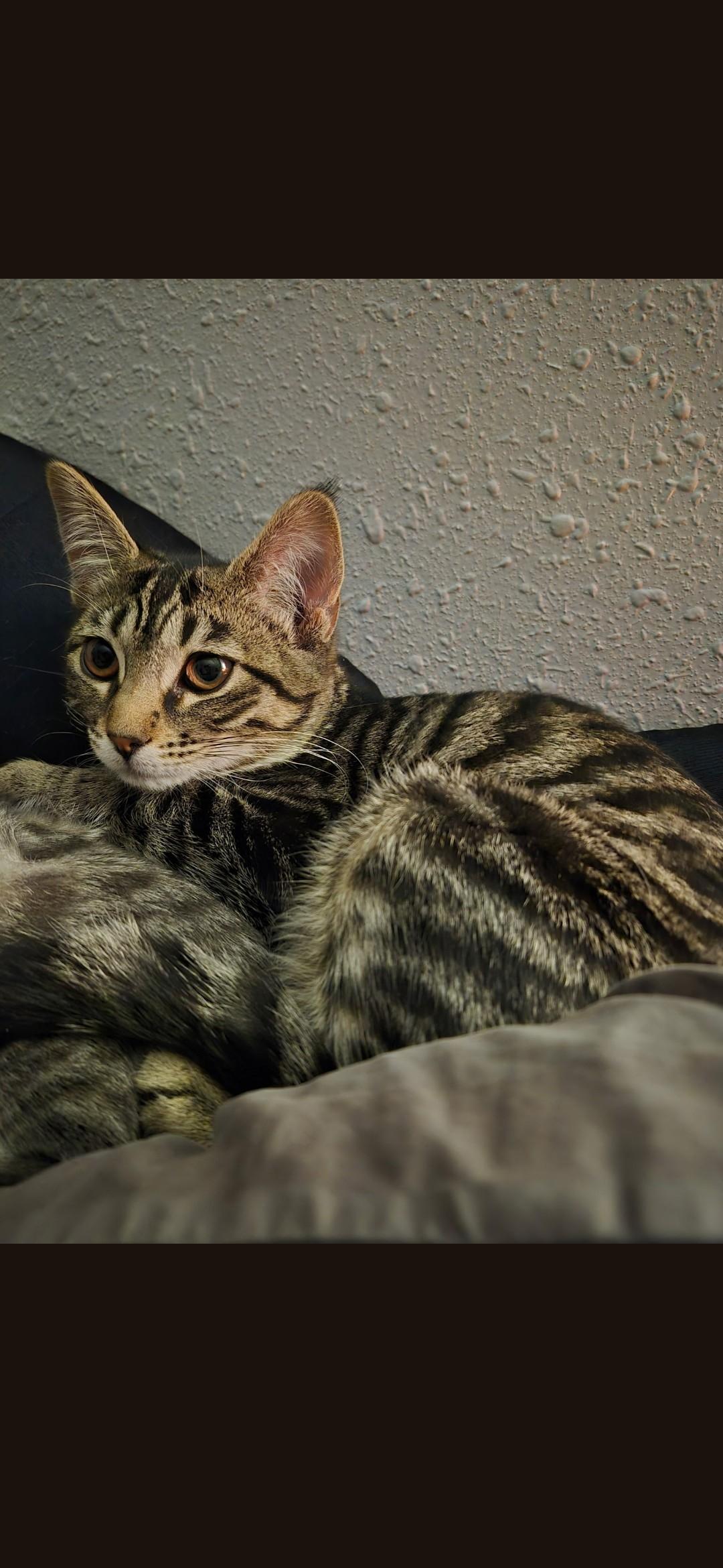 Enlarge Stitch, a Adopted Domestic Short Hair in Twin Falls, ID image 1/2