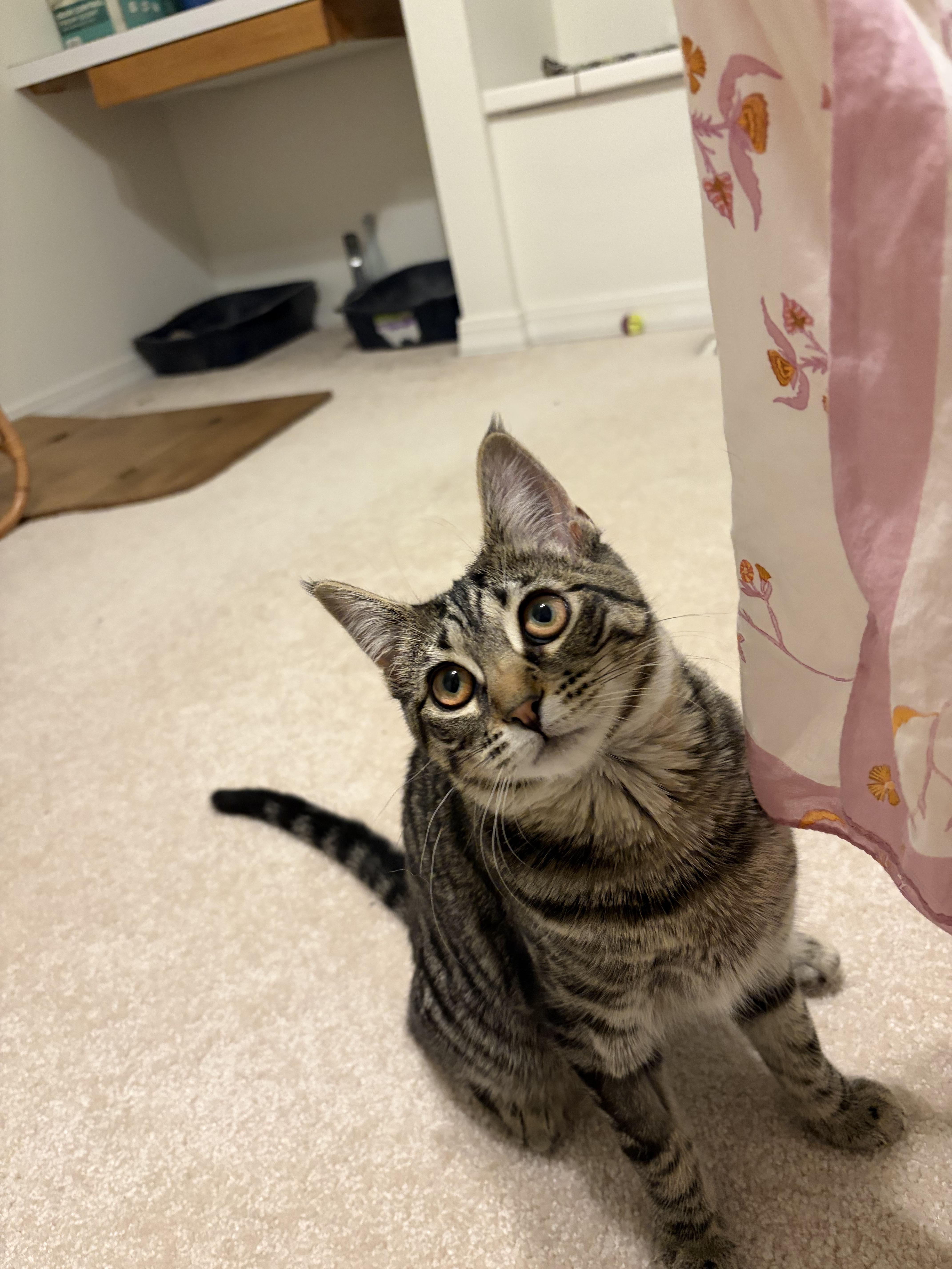 Stitch, Adopted, Young Female Domestic Short Hair.