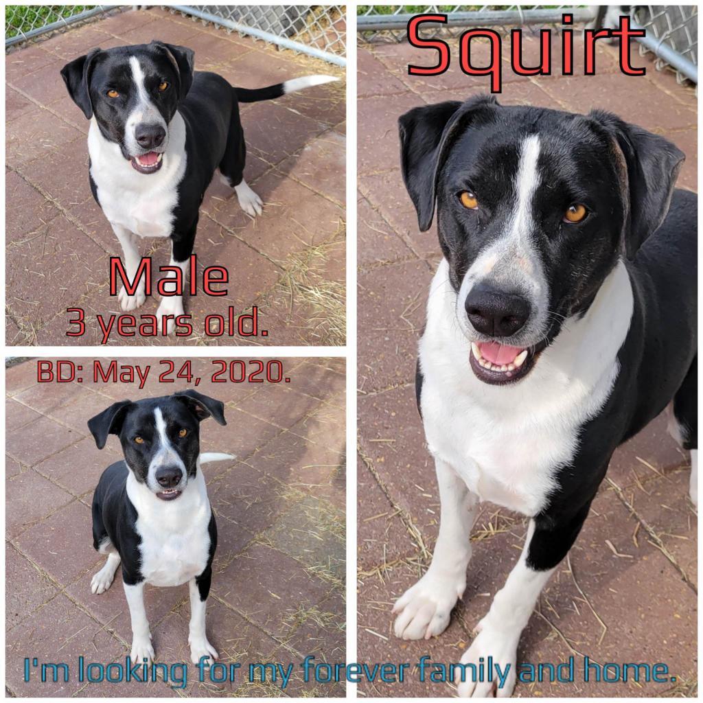 Squirt — thumbnail 2