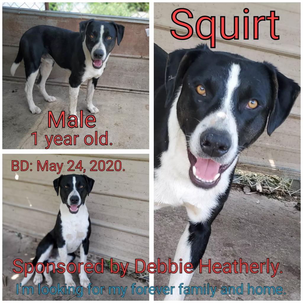 Squirt — thumbnail 3