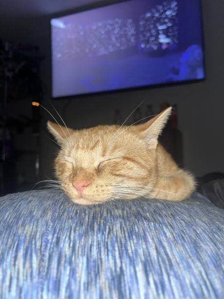 Brioche Butters Buns, a Adoptable Domestic Short Hair in Hampton Bays, NY image 4/6