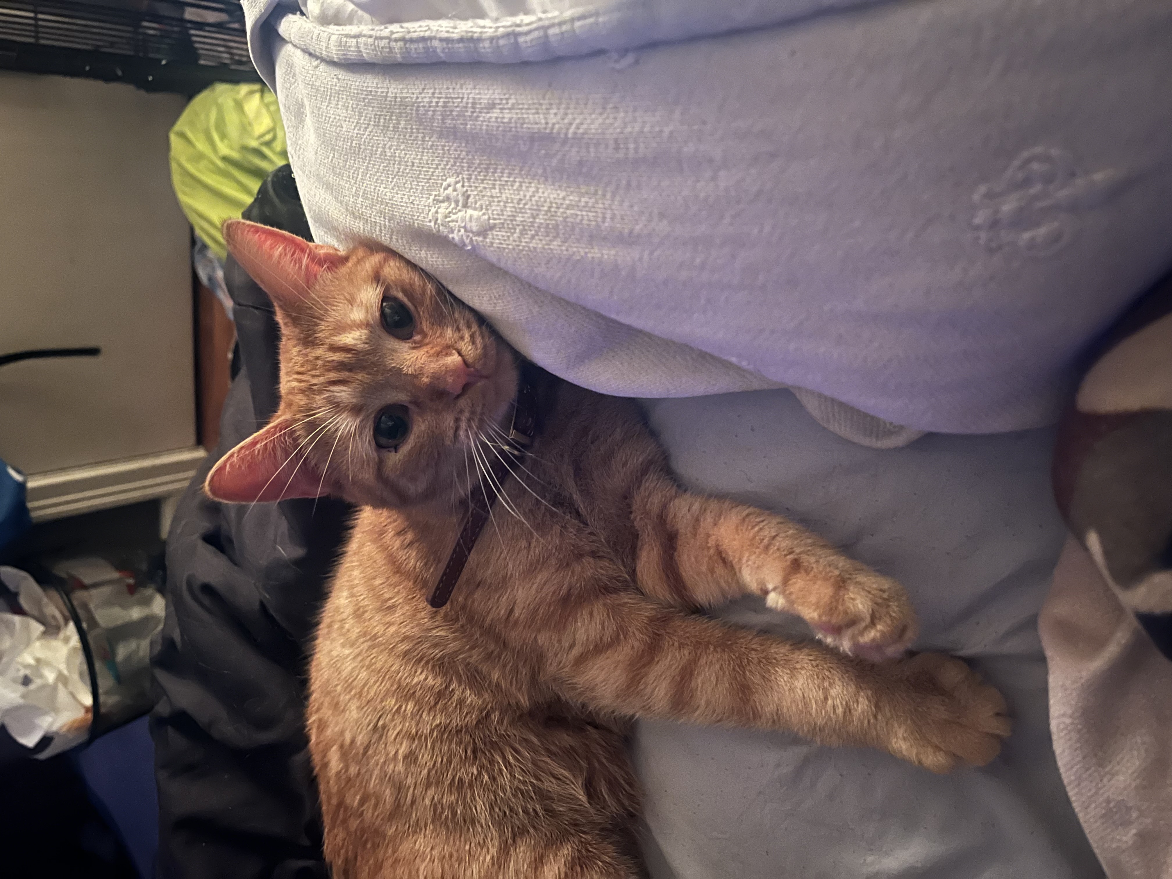 Brioche Butters Buns, Adult Female Domestic Short Hair