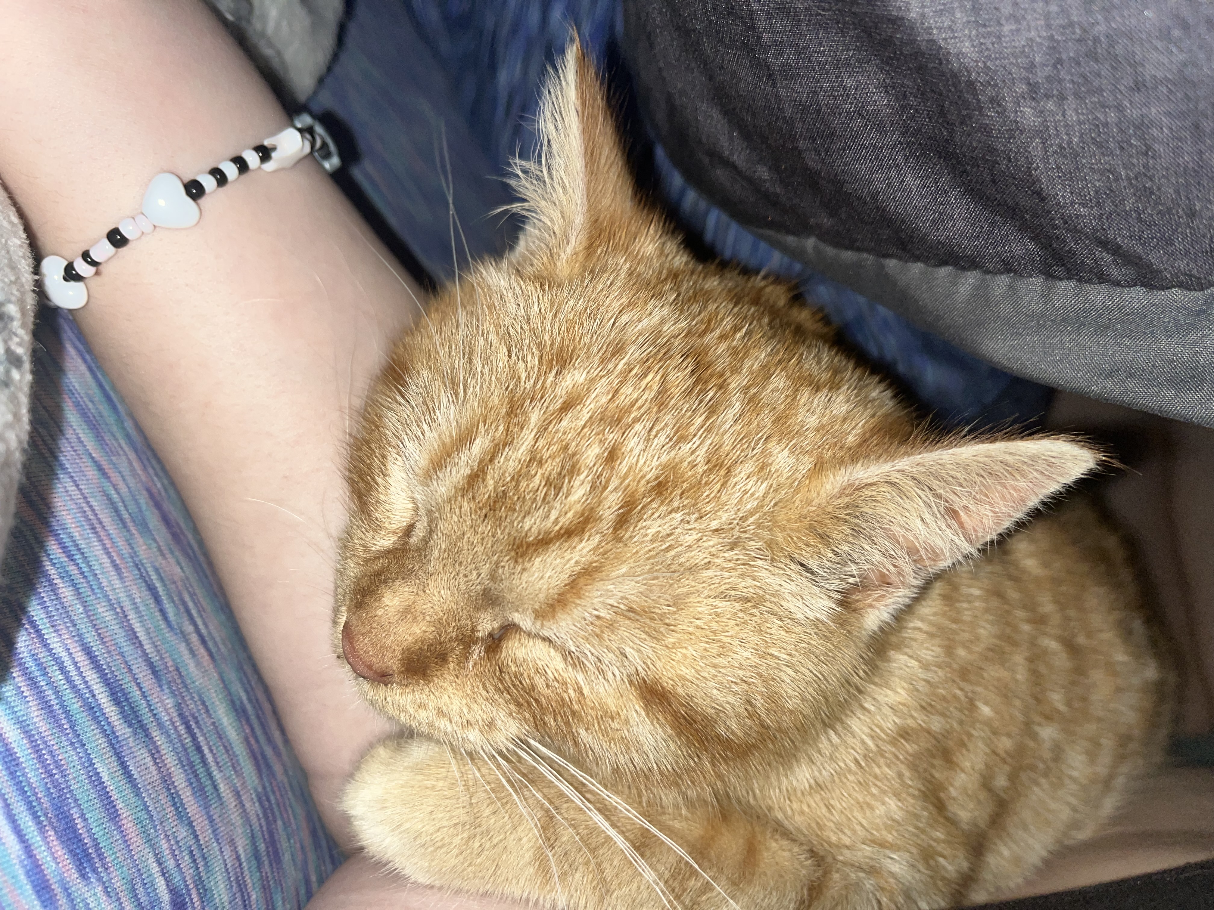 Brioche Butters Buns, a Adoptable Domestic Short Hair in Hampton Bays, NY image 6/6