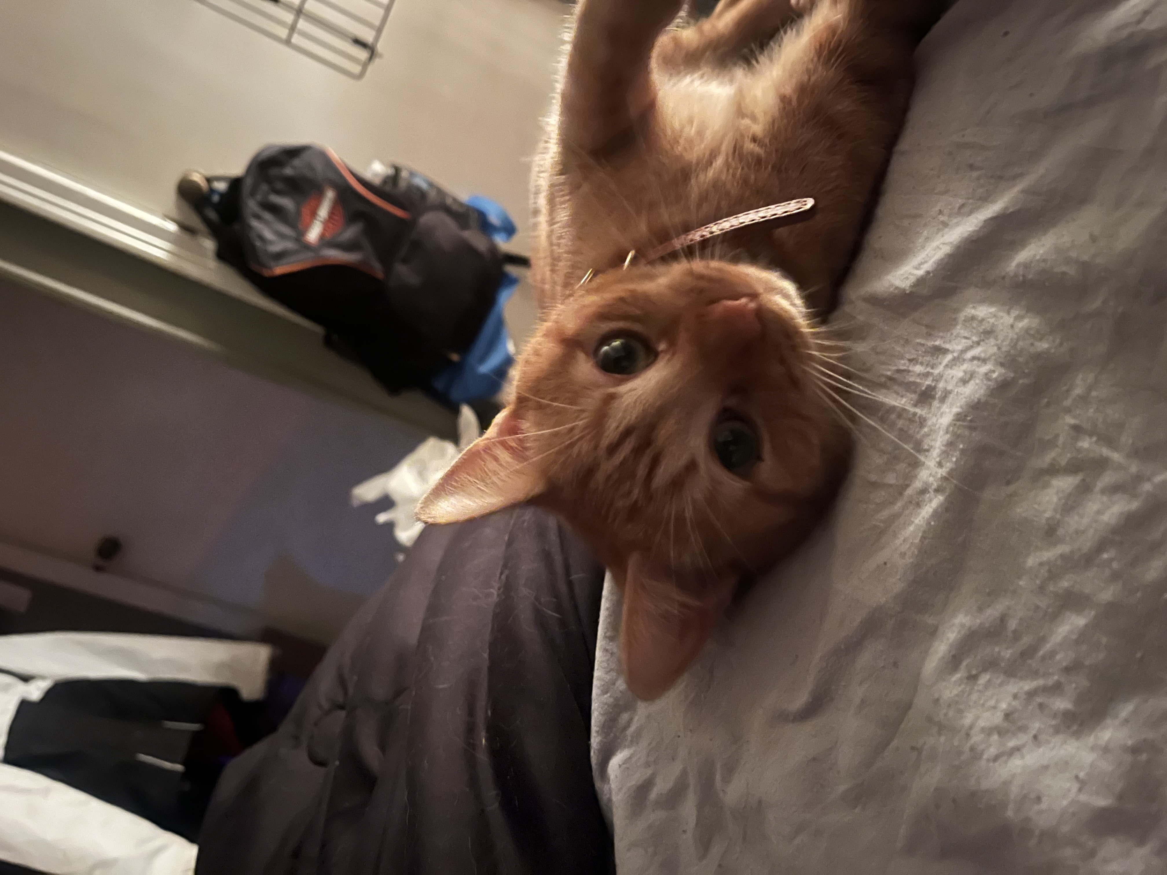 Brioche Butters Buns, a Adoptable Domestic Short Hair in Hampton Bays, NY image 2/6