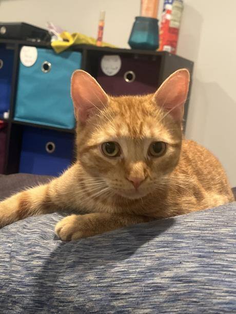 Brioche Butters Buns, a Adoptable Domestic Short Hair in Hampton Bays, NY image 3/6