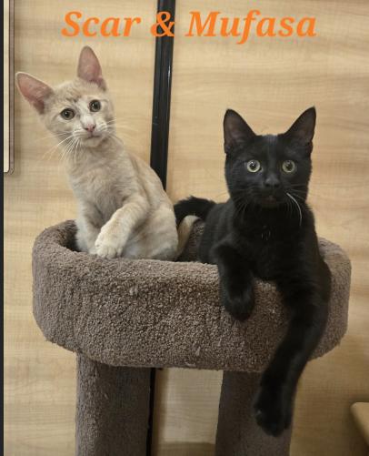 Enlarge Scar (Bonded w/Mufasa), a Adopted Domestic Short Hair in Escondido, CA image 2/4