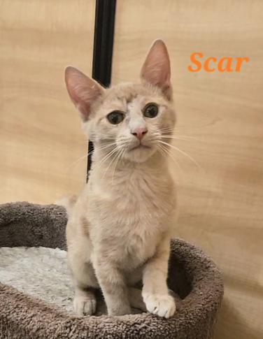 Enlarge Scar (Bonded w/Mufasa), a Adopted Domestic Short Hair in Escondido, CA image 4/4