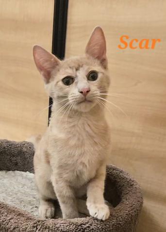 Scar (Bonded w/Mufasa), Adopted, Kitten Male Domestic Short Hair.