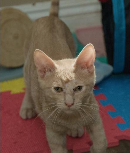Enlarge Scar (Bonded w/Mufasa), a Adopted Domestic Short Hair in Escondido, CA image 3/4