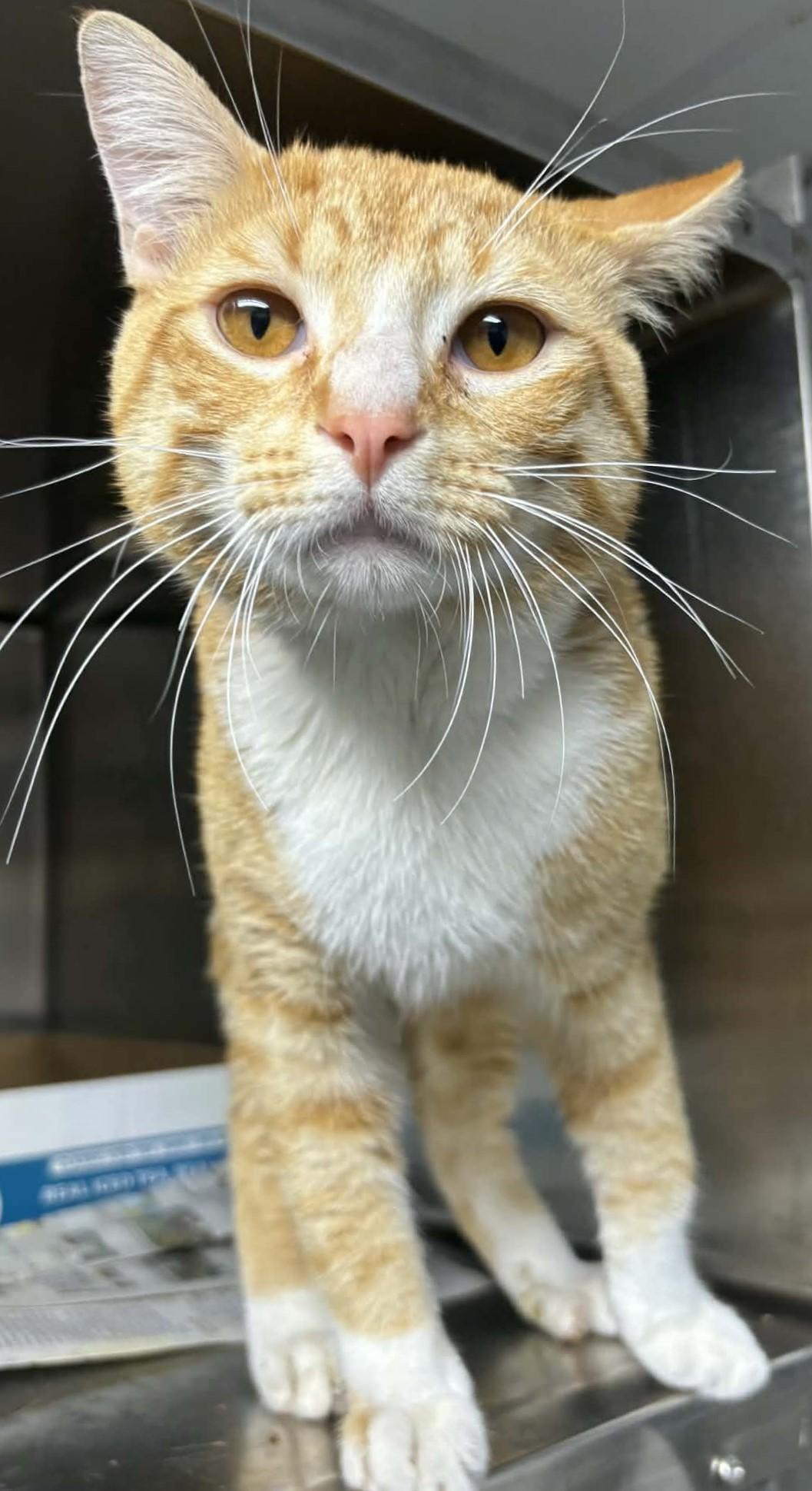 Enlarge Rhodes, an adopted Domestic Short Hair in North Haven, CT image 1/1