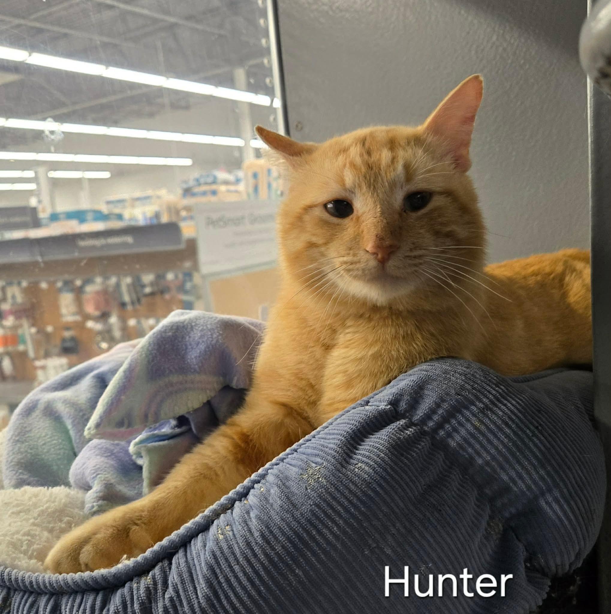 Enlarge Hunter, a ADOPTABLE Domestic Short Hair in Sedalia, MO image 1/4