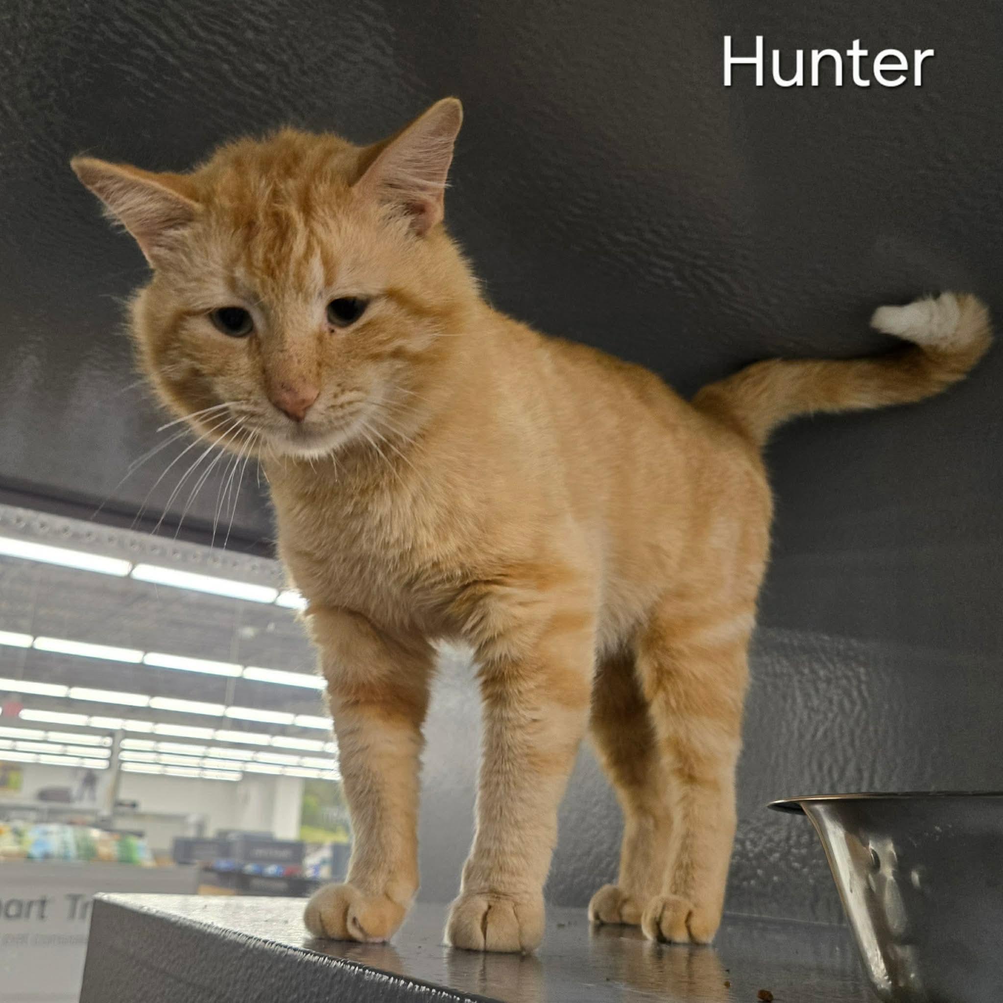 Enlarge Hunter, a ADOPTABLE Domestic Short Hair in Sedalia, MO image 3/4